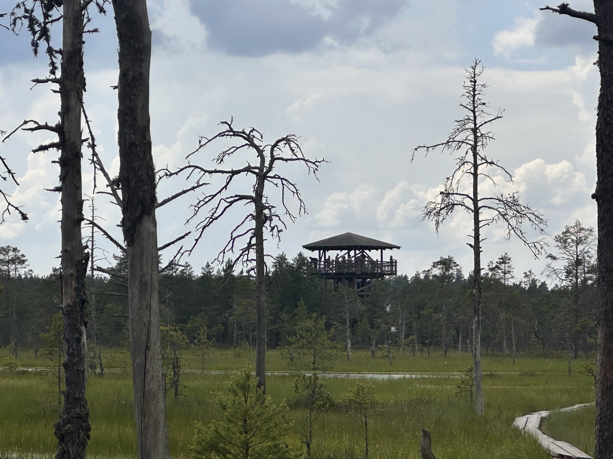 Viru raba vaatetorn (Viru Bog observation tower)
